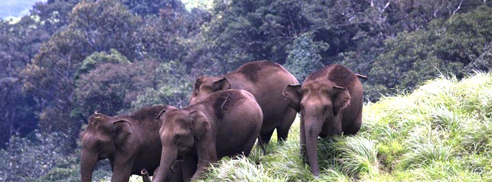 1022/The Elephant Court - Thekkady 26.jpg